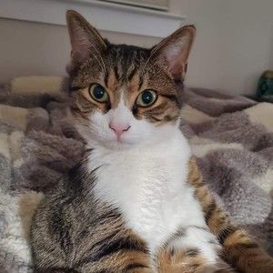 Meet your Posher, Shelby